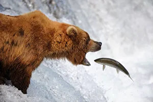 Grizzly bear (Ursus arctos horribilis) catching salmon in Brooks river, Katmai National Park Grizzly bear (Ursus arctos horribilis) catching salmon in Brooks river, Katmai National Park