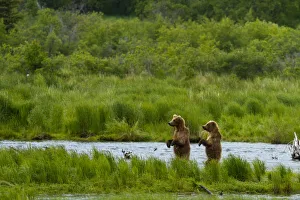 Grizzly bears (Ursus arctos horribilis) looking for salmon, Brooks river, Katmai national park Grizzly bears (Ursus arctos horribilis) looking for salmon, Brooks river, Katmai national park