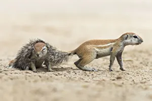 Ground squirrels (Xerus inauris ) one with its tail over the back of another, Kgalagadi Ground squirrels (Xerus inauris ) one with its tail over the back of another, Kgalagadi