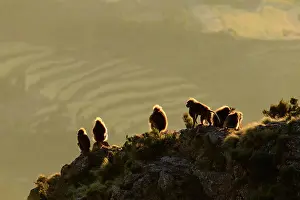 Old World Monkeys Prints: Group of Gelada baboon (Theropithecus gelada) males sitting on clifftop overlooking farmland in the distance at sunrise