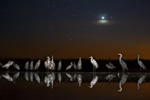 Group of Great egrets (Ardea alba), Grey heron (Ardea cinerea) and Eurasian spoonbill Group of Great egrets (Ardea alba), Grey heron (Ardea cinerea) and Eurasian spoonbill