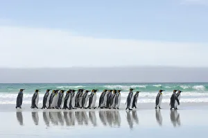 Group of King penguins {Aptenodytes patagonicus} walking in line along beach, Falkland Group of King penguins {Aptenodytes patagonicus} walking in line along beach, Falkland