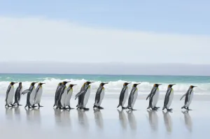 Group of King penguins {Aptenodytes patagonicus} profile walking in line along beach Group of King penguins {Aptenodytes patagonicus} profile walking in line along beach