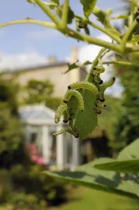 Group of Large rose sawfly larvae (Arge pagana) feeding on young Rose leaves (Rosa sp Group of Large rose sawfly larvae (Arge pagana) feeding on young Rose leaves (Rosa sp