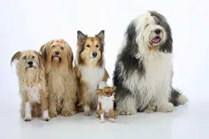 Group portrait of five dogs sitting, from left to rt: two mongrels, Rough Collie Group portrait of five dogs sitting, from left to rt: two mongrels, Rough Collie