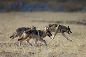 Group of wild Grey wolves {Canis lupus} Denali National Park, Alaska, USA Group of wild Grey wolves {Canis lupus} Denali National Park, Alaska, USA