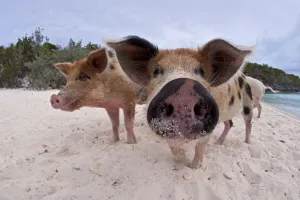 A group of young domestic pigs (Sus domestica) on the beach in the Bahamas. Exuma Cays, Bahamas A group of young domestic pigs (Sus domestica) on the beach in the Bahamas. Exuma Cays, Bahamas