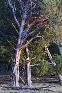 Guadalupe cypress (Cupressus guadalupensis), IUCN Redlist Endangered Guadalupe cypress (Cupressus guadalupensis), IUCN Redlist Endangered