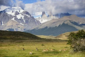 Guanaco (Lama guanicoe) herd below Torres del Paine, Torres del Paine National Park Guanaco (Lama guanicoe) herd below Torres del Paine, Torres del Paine National Park