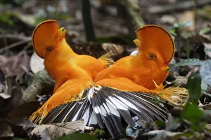 Guianan cock-of-the-rock (Rupicola rupicola), two males fighting during lek, Guianan Shield Guianan cock-of-the-rock (Rupicola rupicola), two males fighting during lek, Guianan Shield