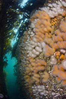 A gully lined with the soft coral Dead mans fingers (Alcyonium digitatum) growing A gully lined with the soft coral Dead mans fingers (Alcyonium digitatum) growing