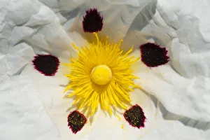 Gum rockrose (Cistus ladanifer) close-up of flower, Sierra de Andjar Natural Park Gum rockrose (Cistus ladanifer) close-up of flower, Sierra de Andjar Natural Park
