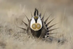 Gunnison sage-grouse (Centrocercus minimus) male displaying at a lek Gunnison sage-grouse (Centrocercus minimus) male displaying at a lek