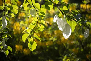 Handerkerchief tree (Davidia involucrata var. vilmoriniana) white flower bracts Handerkerchief tree (Davidia involucrata var. vilmoriniana) white flower bracts
