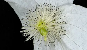 Handkerchief / Dove tree (Davidia involucrata) inflorescence, stamens with green ovary Handkerchief / Dove tree (Davidia involucrata) inflorescence, stamens with green ovary