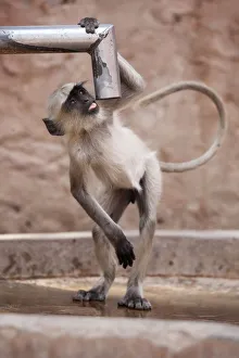 Hanuman langur / Northern Plains Grey Langur (Semnopithecus entellus) drinking Hanuman langur / Northern Plains Grey Langur (Semnopithecus entellus) drinking