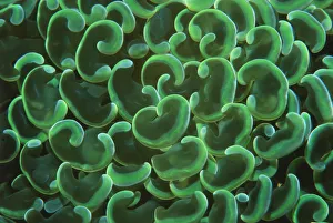 Hard coral polyps {Euphyllia ancora} Bunaken, Sulawesi, Indonesia Hard coral polyps {Euphyllia ancora} Bunaken, Sulawesi, Indonesia