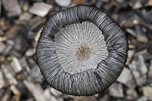 Hares Foot Inkcap (Coprinus lagopus) close-up showing upturned gills. Growing on wood chips Hares Foot Inkcap (Coprinus lagopus) close-up showing upturned gills. Growing on wood chips
