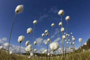 Harestail cotton-grass (Eriophorum vaginatum) growing on bog moorland, Scotland, UK Harestail cotton-grass (Eriophorum vaginatum) growing on bog moorland, Scotland, UK