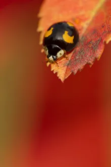 Harlequin Ladybird (Harmonia axyridis) melanic form, on turning leaf. Sheffield, October Harlequin Ladybird (Harmonia axyridis) melanic form, on turning leaf. Sheffield, October