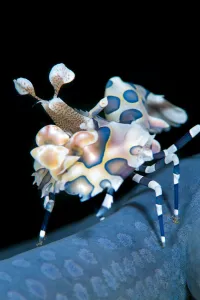 Harlequin shrimp (Hymenocera elegans) on blue sea star. This species of shrimps feeds Harlequin shrimp (Hymenocera elegans) on blue sea star. This species of shrimps feeds