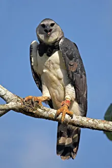 Harpy Eagle (Harpia harpyja) portrait. Gamboa, Soberania National Park, Panama Harpy Eagle (Harpia harpyja) portrait. Gamboa, Soberania National Park, Panama