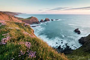Hartland Quay and Sea pink / thrift (Armeria maritima) flowers on cliff top, Hartland Hartland Quay and Sea pink / thrift (Armeria maritima) flowers on cliff top, Hartland