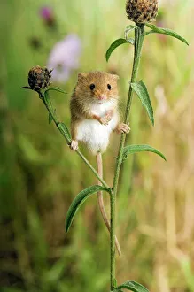 Harvest mouse {Micromys minutus) standing on Knapweed with wildflower meadow behind Harvest mouse {Micromys minutus) standing on Knapweed with wildflower meadow behind