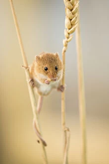 Animal Feet Collection: Harvest mouse (Micromys minutus) on wheat stem feeding, Devon, UK, July. Captive