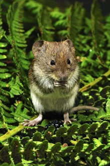 Harvest mouse (Micromys minutus soricinus) feeding on blackberry, captive, Dorset Harvest mouse (Micromys minutus soricinus) feeding on blackberry, captive, Dorset