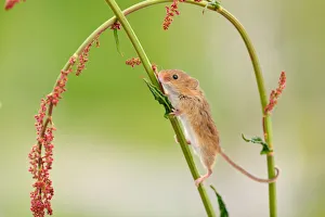 Harvest mouse (Micromys minutus) on stalk, West Country Wildlife Photography Centre Harvest mouse (Micromys minutus) on stalk, West Country Wildlife Photography Centre