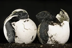 These hatchlings of an Olive ridley sea turtle (Lepidochelys olivacea) should be buried These hatchlings of an Olive ridley sea turtle (Lepidochelys olivacea) should be buried