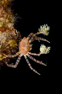 Hawaiian pom-pom / boxer crab (Lybia edmondsoni)with anemones (Triactis sp) that Hawaiian pom-pom / boxer crab (Lybia edmondsoni)with anemones (Triactis sp) that
