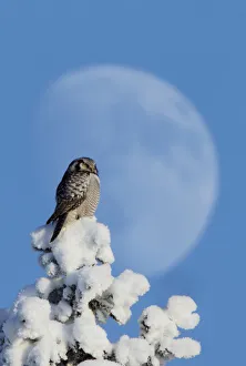 Hawk Owl (Surnia ulula) perched on snowy tree in front of the moon. Kuusamo, Finland Hawk Owl (Surnia ulula) perched on snowy tree in front of the moon. Kuusamo, Finland