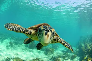 Hawksbill turtle (Eretmochelys imbricata) swimming underwater, Nosy Be, North Madagascar Hawksbill turtle (Eretmochelys imbricata) swimming underwater, Nosy Be, North Madagascar
