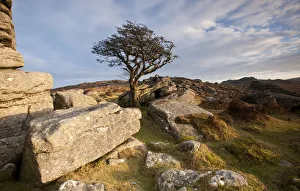Hawthorn tree (Crataegus monogyna) and granite outcrop near Saddle Tor, Dartmoor National Park Hawthorn tree (Crataegus monogyna) and granite outcrop near Saddle Tor, Dartmoor National Park