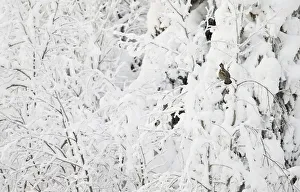 Hazel Grouse (Tetrastes bonasia) in snow covered trees, Suomussalmi, Finland, January Hazel Grouse (Tetrastes bonasia) in snow covered trees, Suomussalmi, Finland, January
