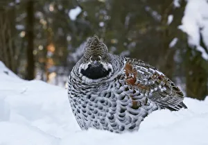 Hazel grouse (Tetrastes bonasia) standing in snow at forest edge. Helsinki, Finland Hazel grouse (Tetrastes bonasia) standing in snow at forest edge. Helsinki, Finland