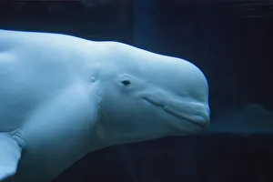 Head of Beluga / White Whale (Delphinapterus leucas) in profile. Canada, summer. Captive Head of Beluga / White Whale (Delphinapterus leucas) in profile. Canada, summer. Captive