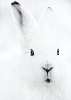 Head portrait of an Arctic snow hare (Lepus arcticus groenlandicus) North East Greenland. February Head portrait of an Arctic snow hare (Lepus arcticus groenlandicus) North East Greenland. February
