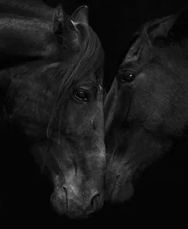 Head portrait of black Andalusian stallion and mare meeting for the first time in southern Spain Head portrait of black Andalusian stallion and mare meeting for the first time in southern Spain