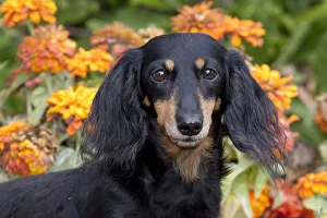 Head portrait of black and tan smooth coated Dachshund with zinnias, Illinois, USA Head portrait of black and tan smooth coated Dachshund with zinnias, Illinois, USA