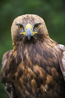 Head portrait of Golden eagle (Aquila chrysaetos) captive Head portrait of Golden eagle (Aquila chrysaetos) captive
