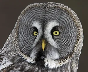 Head portrait of Great Grey Owl (Strix nebulosa)Raahe, Finland, March Head portrait of Great Grey Owl (Strix nebulosa)Raahe, Finland, March