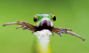 Head portrait of Satiny Parrot snake (Leptophis depressirostris) swallowing frog Head portrait of Satiny Parrot snake (Leptophis depressirostris) swallowing frog
