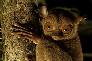 Head portrait of a Wild Western / Sunda tarsier (Tarsius bancanus) on tree trunk at night Head portrait of a Wild Western / Sunda tarsier (Tarsius bancanus) on tree trunk at night