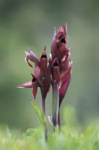 Heart flowered serapias orchids (Serapias cordigera) in flower, Akamas peninsula Heart flowered serapias orchids (Serapias cordigera) in flower, Akamas peninsula
