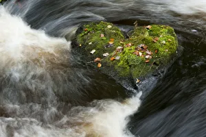 Heart-shaped mossy rock in fast flowing river, Craigengillan Estate, Dalmellington Heart-shaped mossy rock in fast flowing river, Craigengillan Estate, Dalmellington