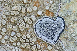 Heart shaped pattern in Map lichen (Rhizocarpon geographicum) on rock, Menorca Heart shaped pattern in Map lichen (Rhizocarpon geographicum) on rock, Menorca