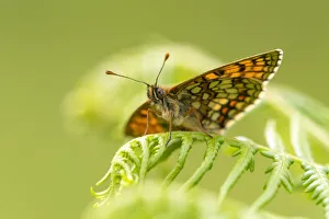 Heath fritillary (Mellicta athalia) butterfly basking on bracken (Pteridium aquilinum) Heath fritillary (Mellicta athalia) butterfly basking on bracken (Pteridium aquilinum)